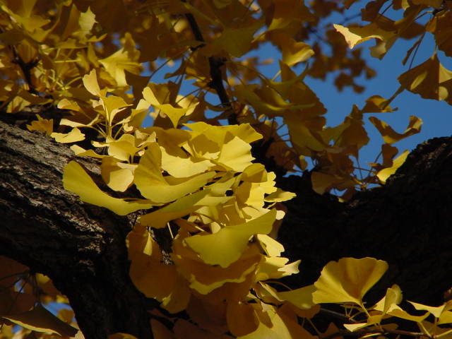 慢性胃痛の弁証論治