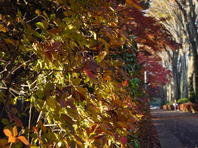 問診：時系列など